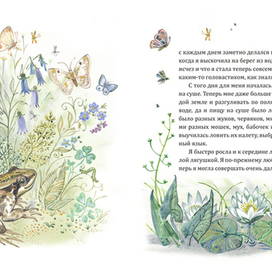 Лягушка-квакушка