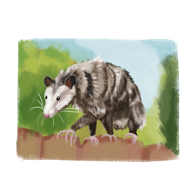 Оппосум/Opossum 