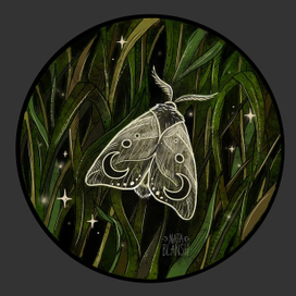 Полуночный мотылек