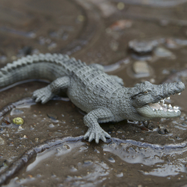 Среда обитания