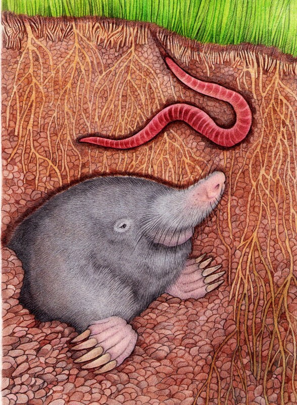 Завтрак ползёт!