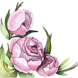 Венок пионов