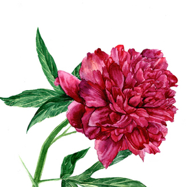 Пион Анджело Кобб