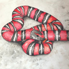 молочная змея