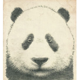 Панда