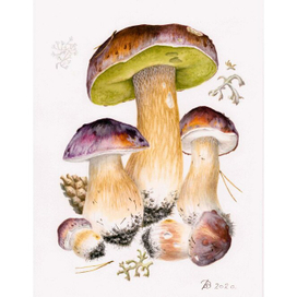 Boletus pinophilus