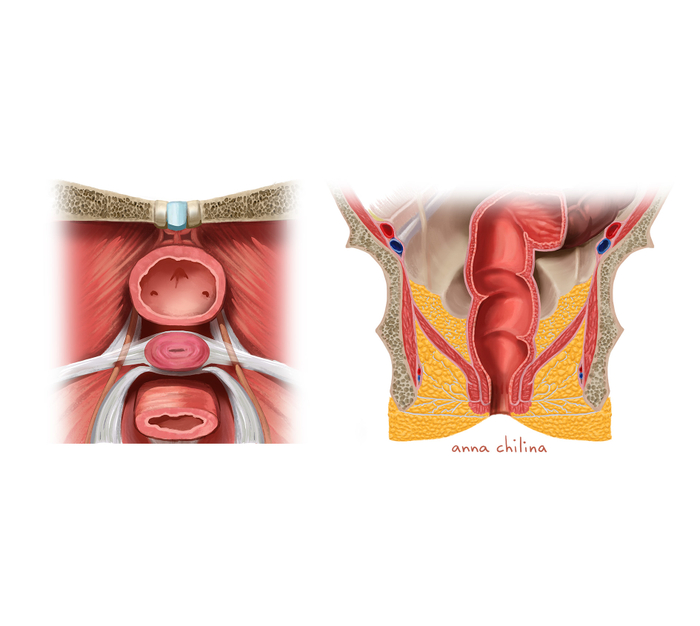 Анатомия для профессионалов