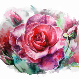 Роза акварель