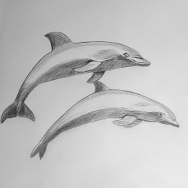 Дельфины