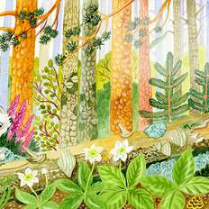 Иллюстрация к книге Birmi