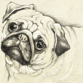 ГРУСТНЫЙ МОПСИК