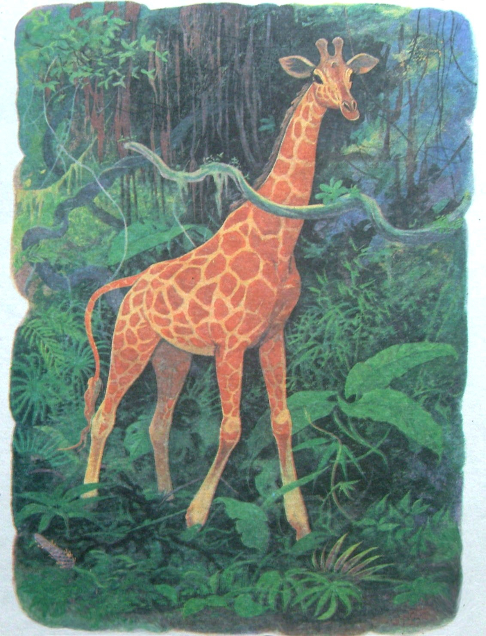 сказка  "Жирафа и Окапи"