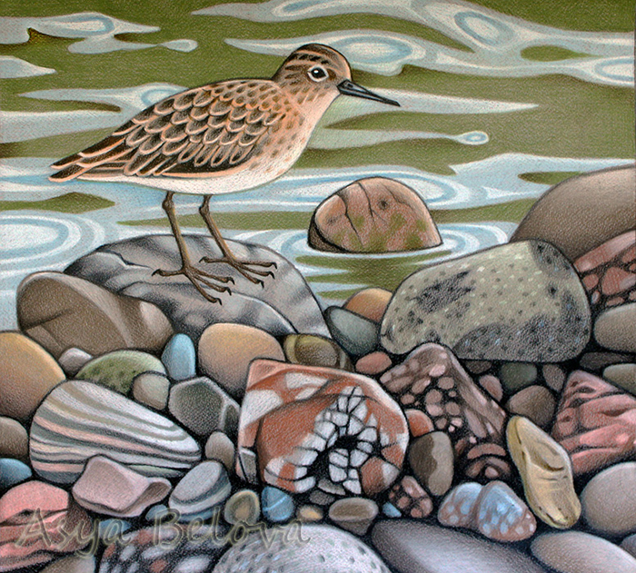 Кулик и  камешки.