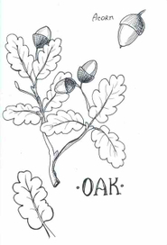 Oak
