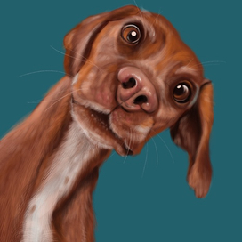 Смешной любопытный пес