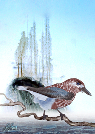 Сибирь. Кедровка