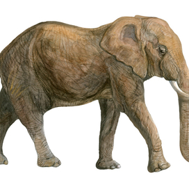 Африканский слон, самец