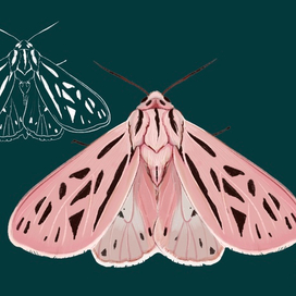 Этюд розового мотылька с эскизом