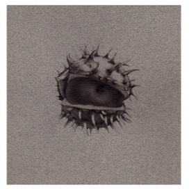 Фрагмент к Ботаническому Атласу. 