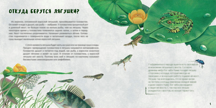 Откуда берутся лягушки?