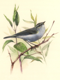 Пеночка-весничка