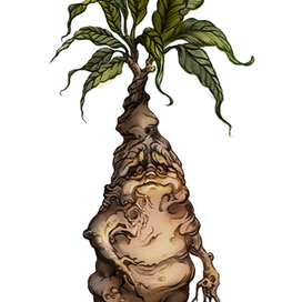 Мандрагора