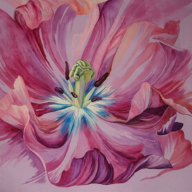 Розовый Тюльпан