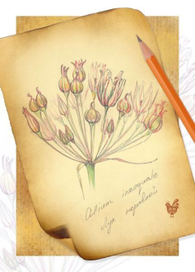 Лук неравный. Растения нашего края