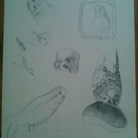 Зарисовки попугая 