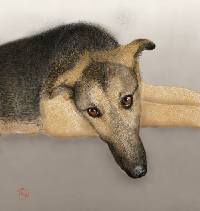 Пёс из приюта