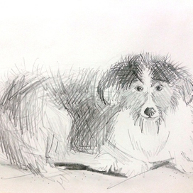 бездомная, но без ошейника