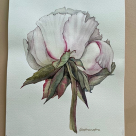 Белый бутон пиона