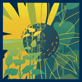 Эскиз к платку Подсолнухи