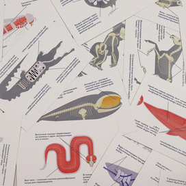 АНАТОМИЯ ЖИВОТНЫХ набор карточек