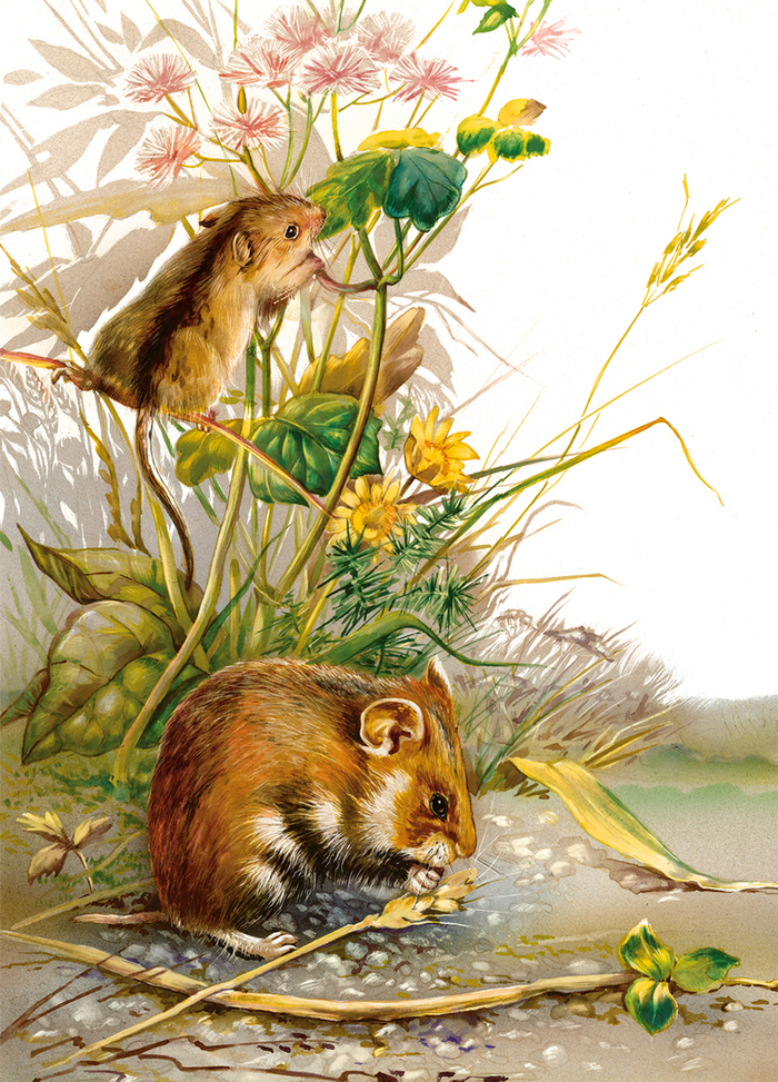 иллюстрация к природоведению