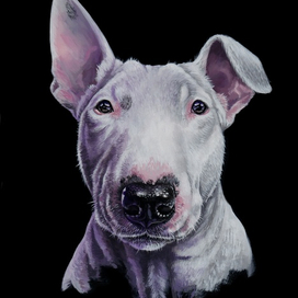 Собака Бультерьер 