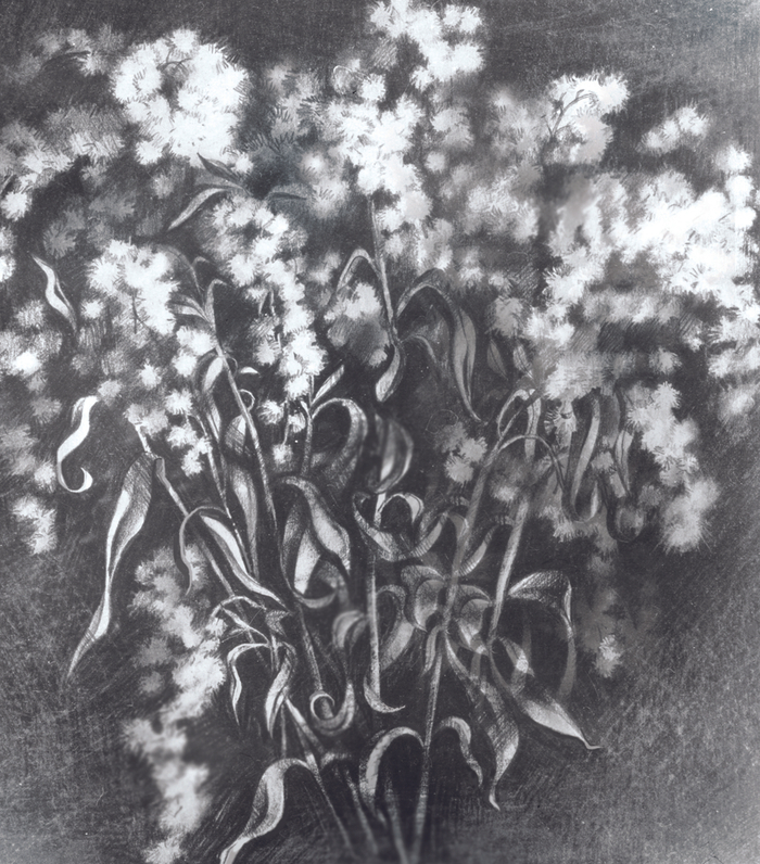 Сухие цветы