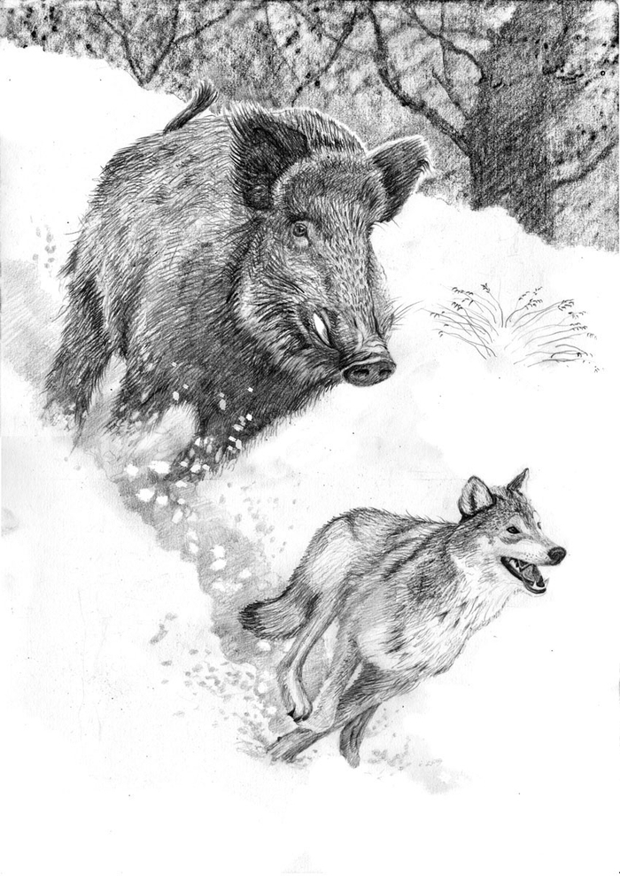  Иллюстрация к повести В.А.Потиевского "Мага уводит стаю" 