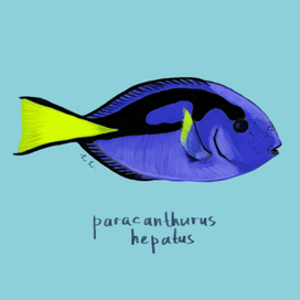 Голубой хирург (paracanthurus hepatus)