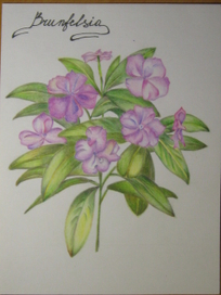 Brunfelsia 