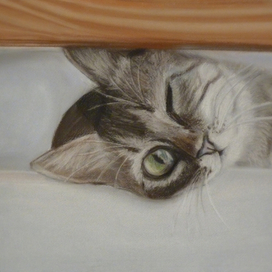 Любопытство кошку разбудило