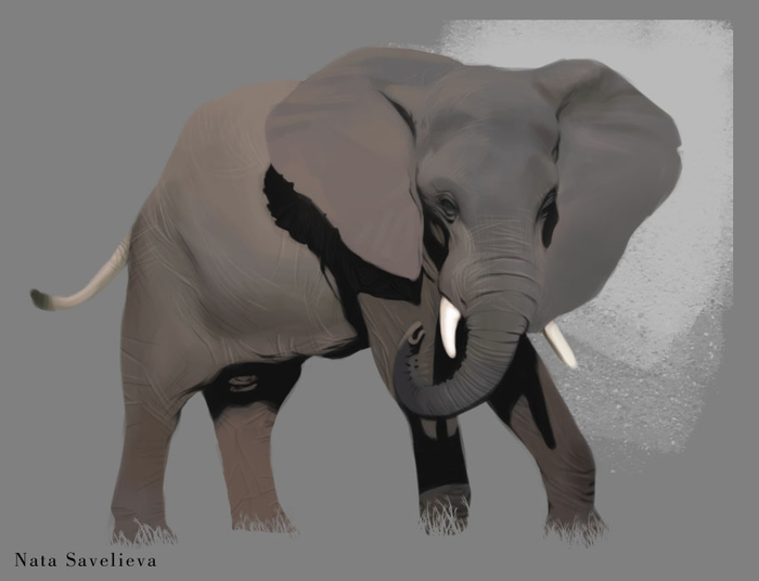 Стадик слона