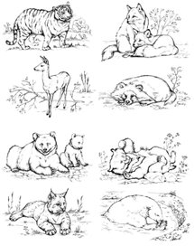 Раскраска "Прогулка по Зоосаду"