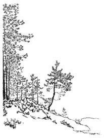 набросок, сосны 