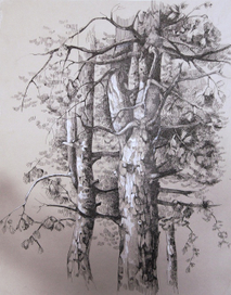 Группа деревьев.