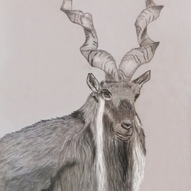 Винторогий баран