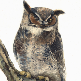 Филин поутру