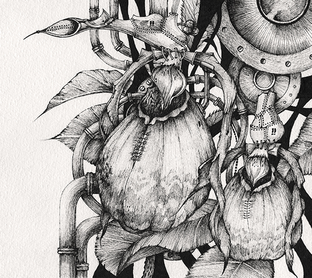 Cypripedium calceolus