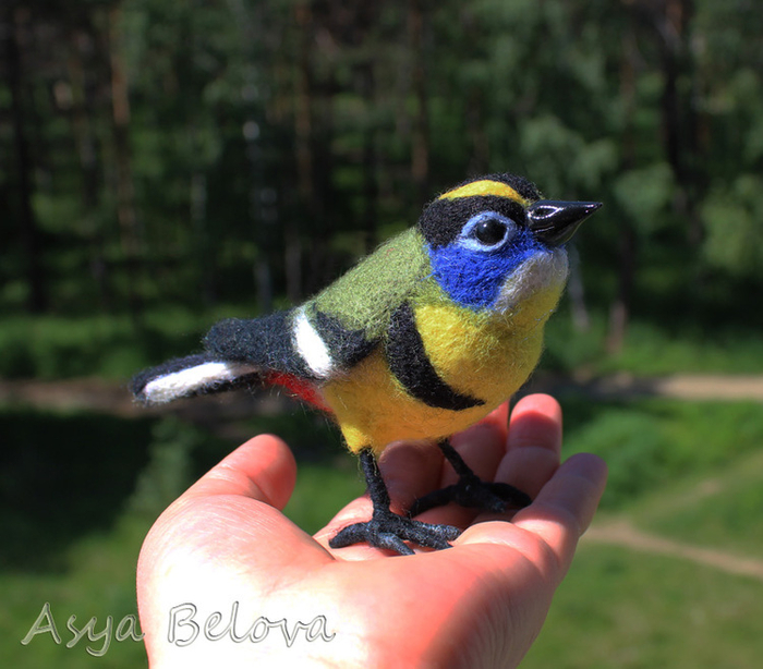 Пёстрый  тачури