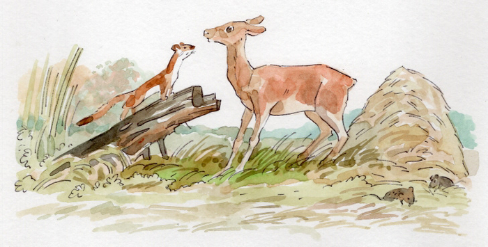 косуля и горностай